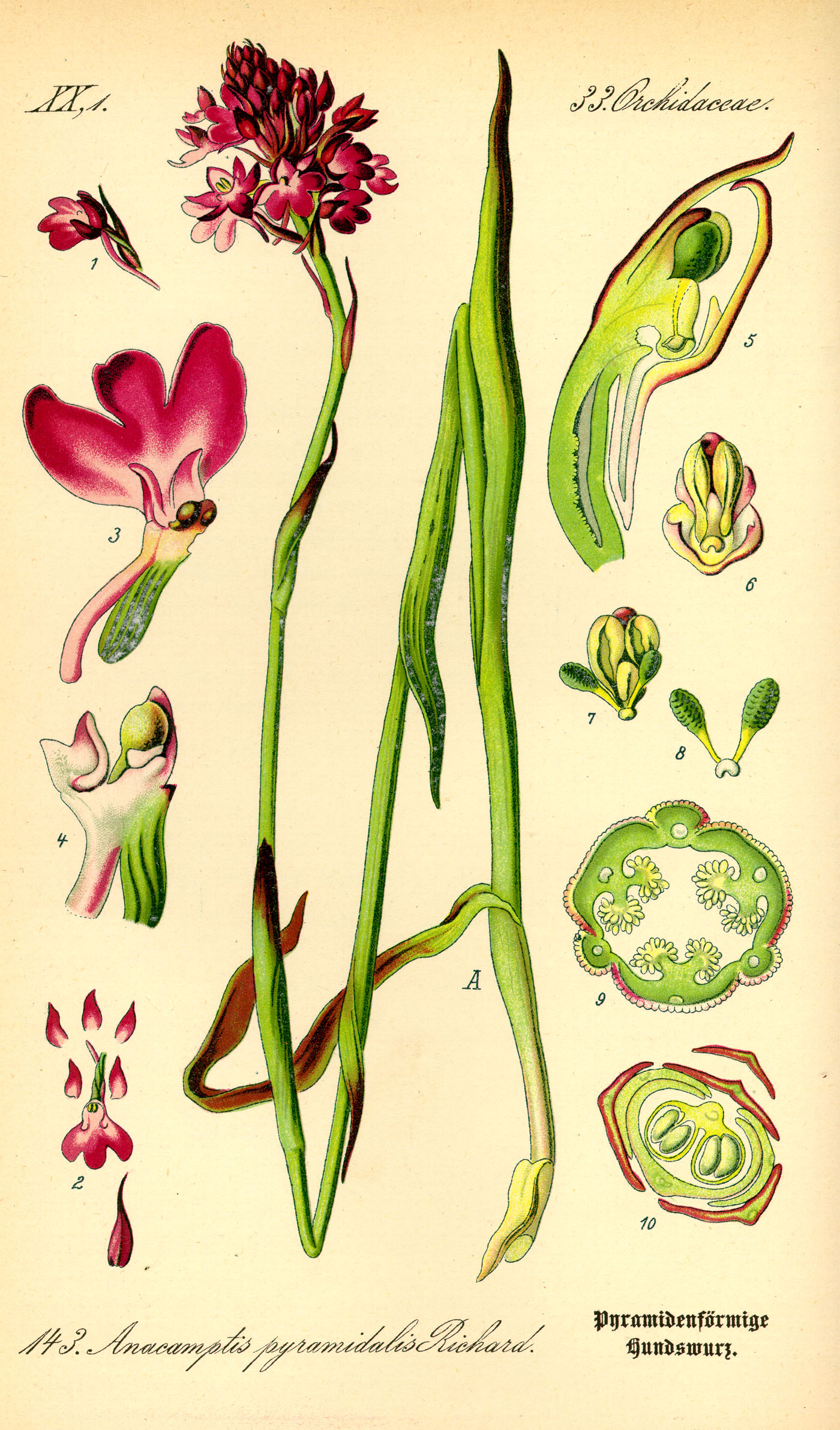 Bild nach Thomé Pyramidenförmige Hundswurz Flora Natur im Austria